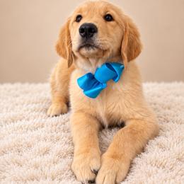 Iceman - Light golden male Golden Retriever puppy in Chicago, Illinois from Urbane Retrievers