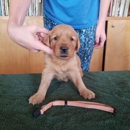 Orange boy - Golden male Golden Retriever puppy in Merino, Colorado from High Plains Goldens