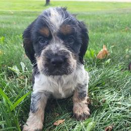 Velvet - Black white and tan female English Springer Spaniel puppy in Derby, Vermont from Ledge N' Tree English Springer Spaniels