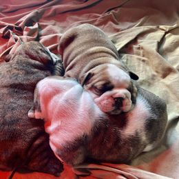 Bulldog Puppies from Farm Strong Bulldogs