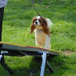 Cavalier King Charles Spaniel Puppies from Claymoore Cavaliers