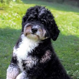 Knox - Bernedoodle