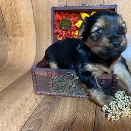 Yorkshire Terrier Puppies from Cutest AKC Arizona Yorkies