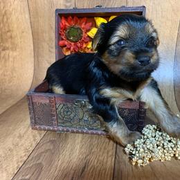 Yorkshire Terrier Puppies from Cutest AKC Arizona Yorkies