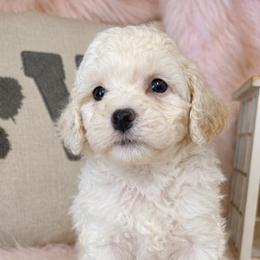 Oberyn - White male Cavapoo puppy in Marshfield, Missouri from Puppyloversplace