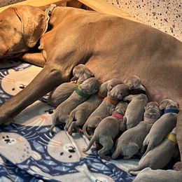 Weimaraners from Misty Mountain Weimaraners