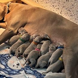 Weimaraners from Misty Mountain Weimaraners