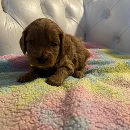 Star - Apricot female Cavapoo puppy in Gainesville, Florida from Alyssa Xxweetdoodles