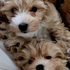 Assorted Doodle Crosses Puppies from Oasis Cotonpoos