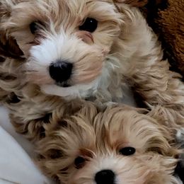 Assorted Doodle Crosses Puppies from Oasis Cotonpoos
