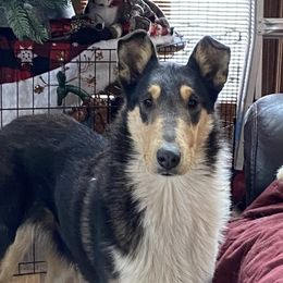 Mila - Collie