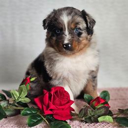 Regina - Blue merle female Australian Shepherd puppy in Mountain Grove, Missouri from K Bar H Farms
