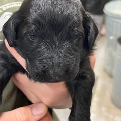 Manny - Black male Pyredoodle puppy in Prescott, Washington from Washington Pyredoodles