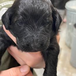 Manny - Black male Pyredoodle puppy in Prescott, Washington from Washington Pyredoodles