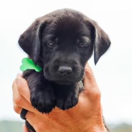 Green Boy - Black male Labrador Retriever puppy in Linville, Virginia from Virginia Labradors