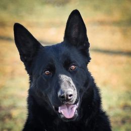 Cora - German Shepherd