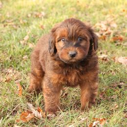 Reese - Red male Whoodle puppy in West Bend, Iowa from Blue Skies Terriers