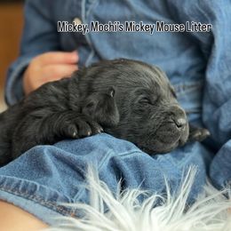 Mickey - Black male Labrador Retriever puppy in Owosso, Michigan from Bennington Retrievers