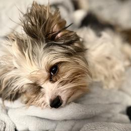 Teddy - Yorkshire Terrier