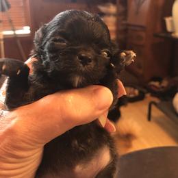 Black with white on her chest - Black and white female Chihuahua puppy in Amelia, Virginia from Pannell’s Precious Pups