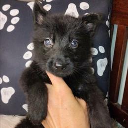 Red - Black male German Shepherd puppy in Holden, Missouri from Shiloh's Shepherds & Ridgebacks