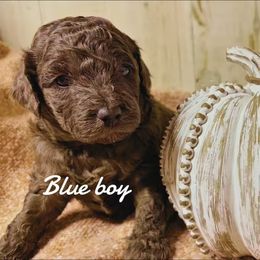 Blue boy - Brown male Bernedoodle puppy in Mesa, Colorado from Bailey Doodles