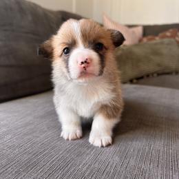 April - Red female Pembroke Welsh Corgi puppy in Springfield, Missouri from Hansen Corgis