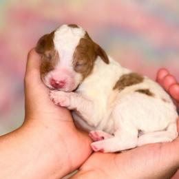 Lime - Parti male Goldendoodle puppy in Kissimmee, Florida from Poodle Doodle Kennels