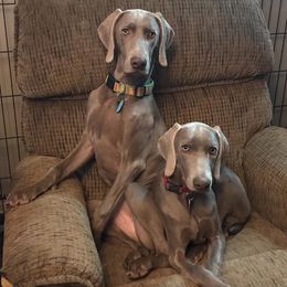 Weimaraners from Pam's Weimaraners