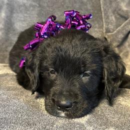 Girl 3 - female Golden Mountain Dog puppy in Montrose, Michigan from Spraggins Sweet Acres