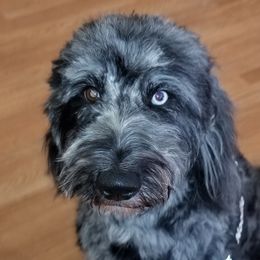 Goldendoodles and Poodles from Prancing poods and doods