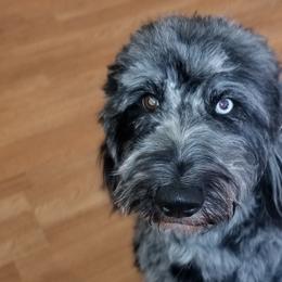 Goldendoodles and Poodles from Prancing poods and doods