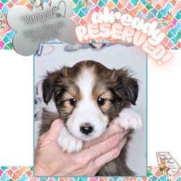 Girl 2 - Marigold - Sable and white female Shetland Sheepdog puppy in Elberton, Georgia from Ioney's Southern Paws Shelties, Frenchies, and Yorkies