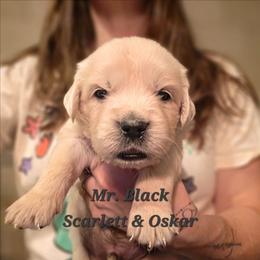 Mr. Black - Light golden male Golden Retriever puppy in Waynesburg, Ohio from Avalon English Retrievers