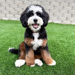 Pepper - Bernedoodle
