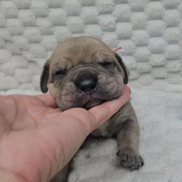 Red Collar - Gray and fawn female Cane Corso puppy in Fritch, Texas from Carrie Brown's Cane Corsos
