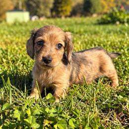 Eric - Brindle male Dachshund puppy in Greenup, Kentucky from Tygart Creek Dachshunds