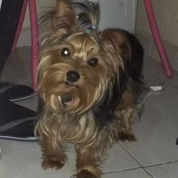 Cumi - Yorkshire Terrier