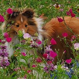 Shetland Sheepdogs and Toy Shetland Sheepdogs from LaLa's Lilliputian Lassies