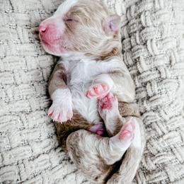 Boy 3 - Red male Bernedoodle puppy in Otisville, Michigan from Danie’s Darling Doodles LLC