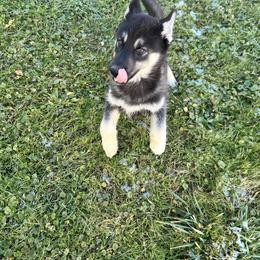 Skeleton - Black tan and white female Siberian Husky puppy in Canton, Ohio from Bleu Skies Siberian Huskies