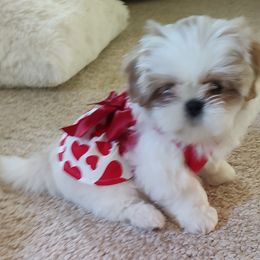 Goldendoodle and Shih Tzu Puppies from Shihtzuandoodlenc.LLC