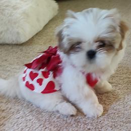 Goldendoodle and Shih Tzu Puppies from Shihtzuandoodlenc.LLC