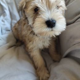 Miniature Schnauzer Puppies from JVH Mini Schnauzers