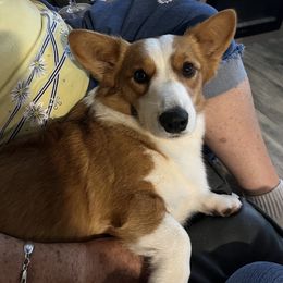 Cardigan Welsh Corgi All Grown Up from Heulwen Cardigans