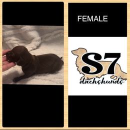 Dachshund Puppies from S7 Dachsunds