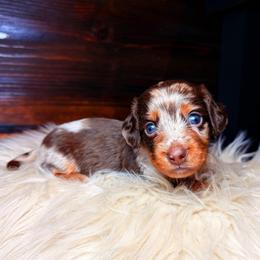 Elodie - Dapple female Dachshund puppy in Washburn, Tennessee from Clinch Mountain Dachshunds