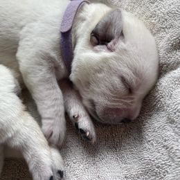 Light Purple - Yellow female Labrador Retriever puppy in Houston, Texas from Alpha English Labs