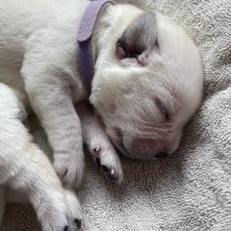 Light Purple - Yellow female Labrador Retriever puppy in Houston, Texas from Alpha English Labs