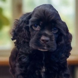 Girl - Brown female Cocker Spaniel puppy in Defuniak Springs, Florida from Anastasia Knight's Cocker Spaniels